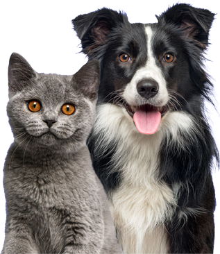 Garde de chiens et de chats à votre domicile 10 team banners dog img 1