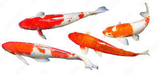 images 8 e1762878581972